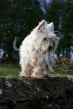 Terrier - West Highland White