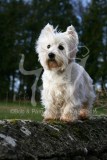 Terrier - West Highland White