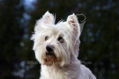 Terrier - West Highland White
