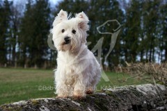 Terrier - West Highland White
