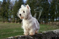 Terrier - West Highland White