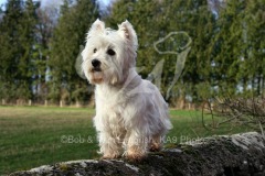 Terrier - West Highland White