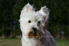 Terrier - West Highland White