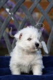 Terrier - West Highland White