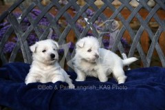 Terrier - West Highland White