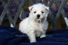 Terrier - West Highland White