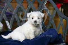 Terrier - West Highland White