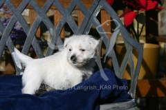Terrier - West Highland White