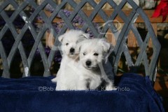 Terrier - West Highland White