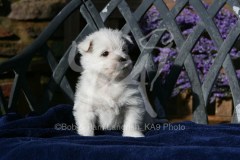 Terrier - West Highland White