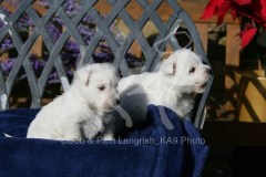 Terrier - West Highland White
