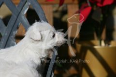 Terrier - West Highland White