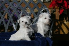 Terrier - West Highland White