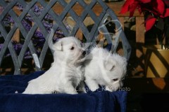 Terrier - West Highland White