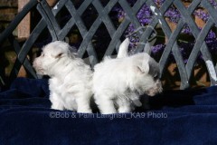 Terrier - West Highland White