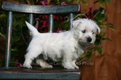 Terrier - West Highland White