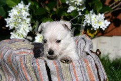 Terrier - West Highland White