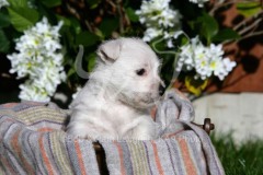 Terrier - West Highland White