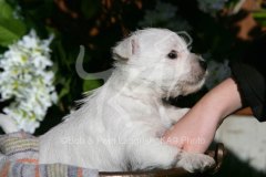 Terrier - West Highland White
