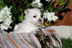 Terrier - West Highland White