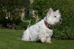 Terrier - West Highland White