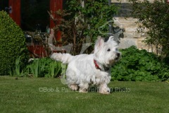 Terrier - West Highland White