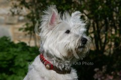 Terrier - West Highland White