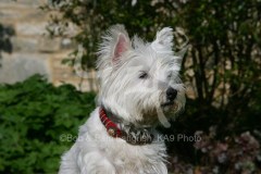 Terrier - West Highland White