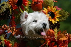 Terrier - West Highland White