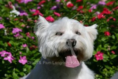 Terrier - West Highland White