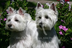 Terrier - West Highland White