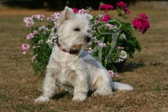 Terrier - West Highland White