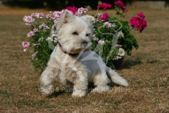 Terrier - West Highland White