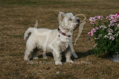 Terrier - West Highland White