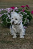 Terrier - West Highland White