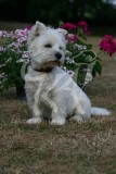 Terrier - West Highland White