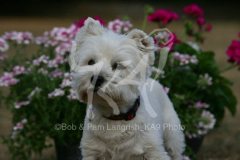 Terrier - West Highland White