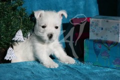 Terrier - West Highland White