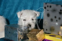 Terrier - West Highland White