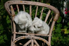 Terrier - West Highland White