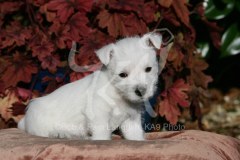 Terrier - West Highland White