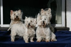 Terrier - West Highland White