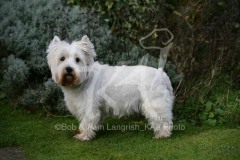 Terrier - West Highland White