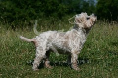 Terrier - West Highland White