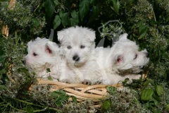 Terrier - West Highland White