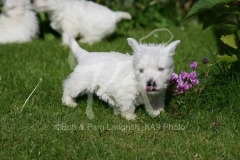 Terrier - West Highland White