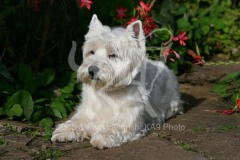 Terrier - West Highland White