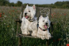Terrier - West Highland White