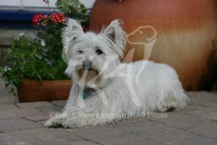 Terrier - West Highland White