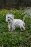 Terrier - West Highland White